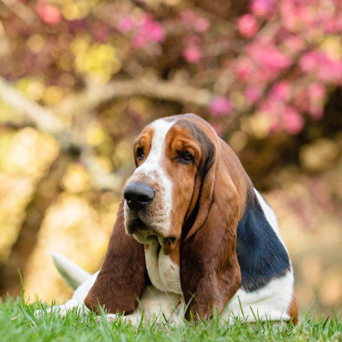 Basset Hound